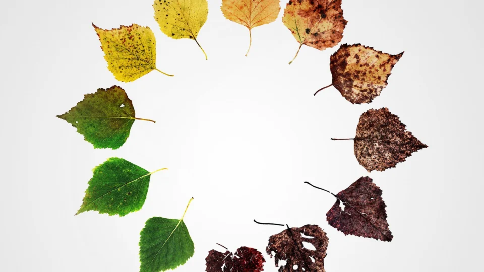 Những Kết Thúc Khác: Sáu Cách Mới Để Chết Ở Mỹ Tập Full